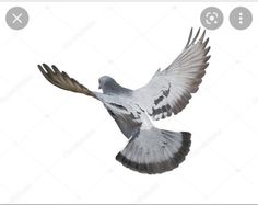 a bird flying through the air with its wings spread