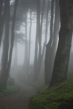 a foggy path in the woods with trees