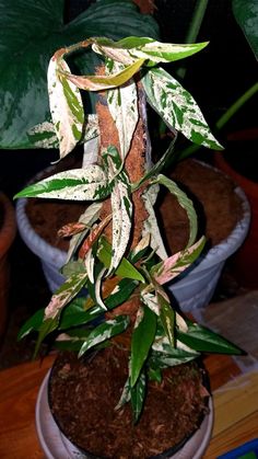 a potted plant with white and green leaves