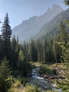 a river running through a forest filled with lots of tall pine trees on the side of a mountain