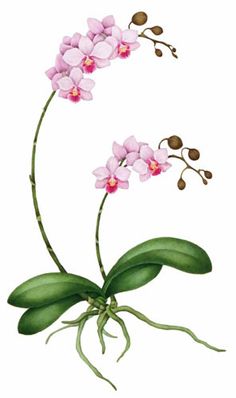 an orchid plant with pink flowers and green leaves