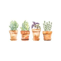 four potted plants are shown on a white background