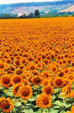 a large field of sunflowers with mountains in the background