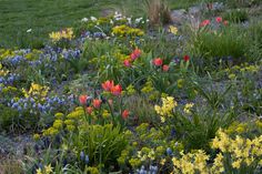 the flowers are blooming all over the ground in the garden, and it's hard to tell what color they are