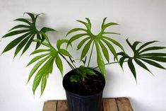 a potted plant sitting on top of a wooden table next to a white wall