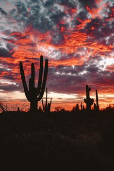 the sun is setting behind a large cactus and some clouds are in the sky above it