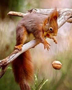 a squirrel is sitting on a branch and reaching for an acorn