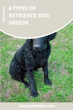 Now, if you are looking into different types of retriever dog breeds, we have here all the details you may require to get the dog of your…