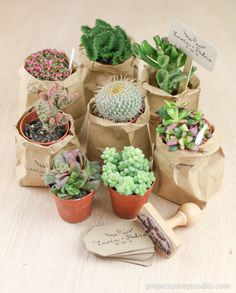 small succulents in paper bags on a table