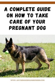 a german shepherd dog with a ball in its mouth and the words, a complete guide on how to take care of your pregnant dog