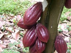 cocoa growing on a tree with the words how to grow cocoa in front of it