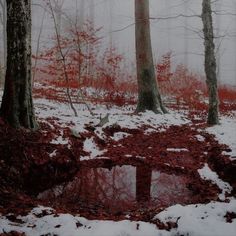 a forest filled with lots of trees covered in snow and surrounded by red leaves on the ground