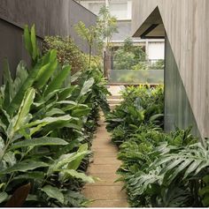 the walkway is lined with tropical plants in front of an apartment building's entrance