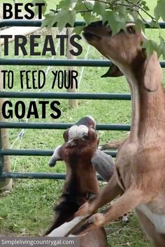 two goats are playing with each other in their pen, and the caption reads best treats to feed your goats