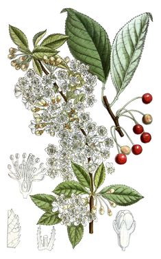 an illustration of some white flowers and green leaves