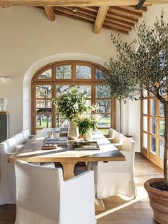 a dining room table with white chairs and a potted olive tree in the center