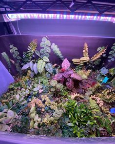 an assortment of plants in a purple container with lights on the ceiling above it and below them