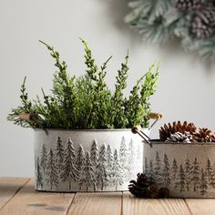 two tin cans filled with plants and pine cones