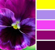 an image of a purple flower with color swatches