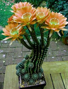 a potted plant with orange flowers on a wooden table