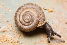 a snail crawling on the ground with sand all around it's back and side