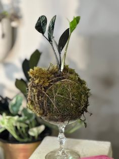 a glass filled with moss sitting on top of a table next to a potted plant