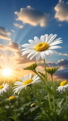 the sun shines brightly behind some daisies