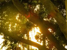 the sun shines through the branches of a large tree in front of some trees