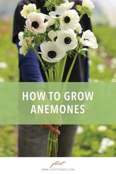 anemones growing in the garden with text overlay that reads how to grow anemones