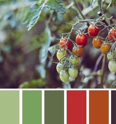 a bunch of tomatoes growing on a tree with color swatches in the background and text overlay