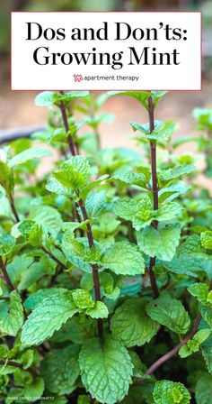 mint plants with the words dos and don't'ts growing mint on them