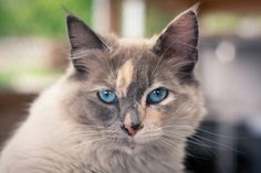 a close up of a cat with blue eyes looking at the camera while sitting on a table