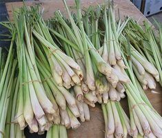 several bunches of green onions are on display