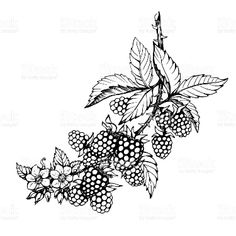 black and white drawing of berries on a branch