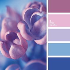 the color scheme is blue, pink and purple