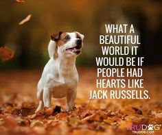 a dog is standing in the leaves with a quote from jack russell on it's side