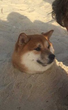 a dog is laying in the sand and looking at something off to the side with it's eyes wide open