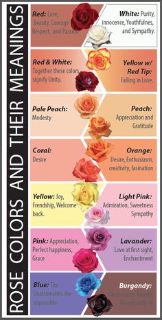 the color wheel is shown with different colors and font options for each item, including roses