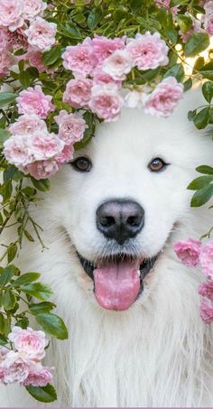 a white dog with blue eyes and pink flowers on his head is looking at the camera