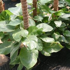 some green plants are growing in a potted planter on the ground near other plants