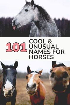 two horses with the words 101 cool and unusual names for horses in front of them