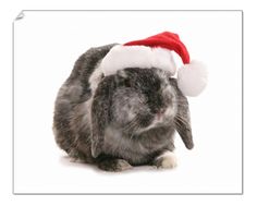 a rabbit wearing a santa hat on top of it's head