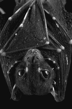 a black and white photo of a bat with it's eyes open, hanging upside down