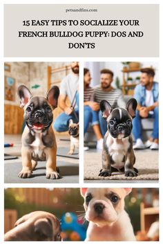 three puppies are shown with the words, 15 easy tips to socialize your french bulldog