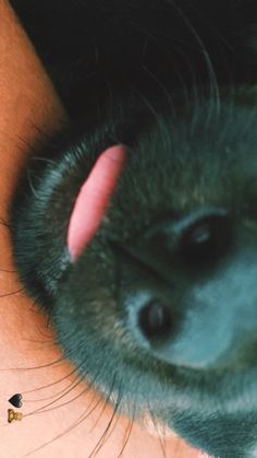 a close up of a dog's nose with its tongue sticking out from under it