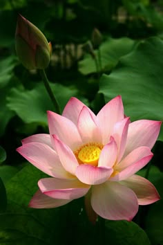 a pink lotus flower with green leaves in the foreground and water lilies in the background