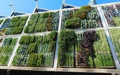 the vertical garden wall is full of green plants and trees, with blue skies in the background