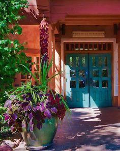 a large potted plant with purple flowers in front of a blue door on a sunny day