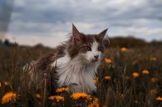 a cat sitting in the middle of a field with dandelions