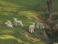 four sheep are standing in the grass near a tree